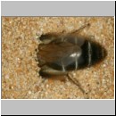 Andrena barbilabris - Sandbiene 16 Weibchen 10mm Sandgrube Niedringhaussee.jpg